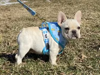 Haus, a male French Bulldog for sale in Dysart, IA – Photo 9 of 10
