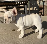 Haus, a male French Bulldog for sale in Dysart, IA – Photo 4 of 9