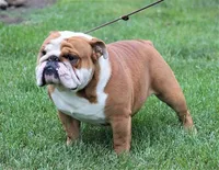 Edna x Whiskey litter, a  English Bulldog for sale in Dysart, IA – 5 of 8