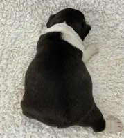 Blair, a female French Bulldog for sale in Dysart, IA – 4 of 10