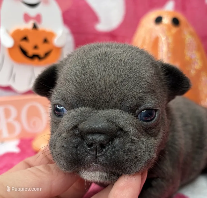 Denver – French Bulldog puppy for sale in Dysart, IA