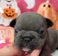 Denver, a male French Bulldog for sale in Dysart, IA – 1 of 10