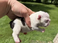 Piglet, a male French Bulldog for sale in Dysart, IA – 3 of 10