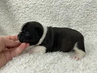 Blair, a female French Bulldog for sale in Dysart, IA – 6 of 10