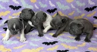 Saylor, a female French Bulldog for sale in Dysart, IA – 8 of 9