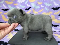 Saylor, a female French Bulldog for sale in Dysart, IA – 5 of 9