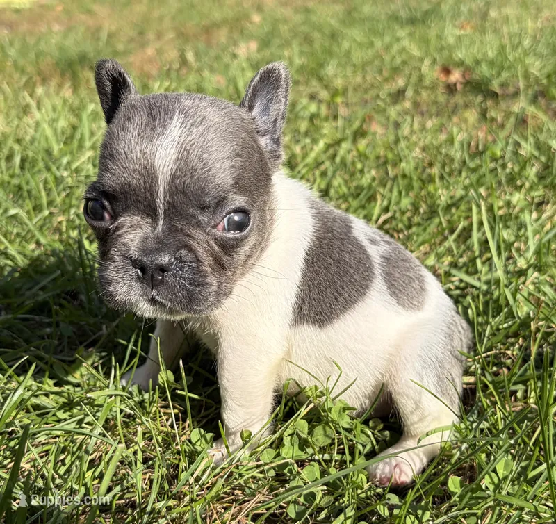 Chime – French Bulldog puppy for sale in Dysart, IA