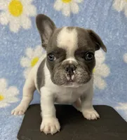 Kaleb, a male French Bulldog for sale in Dysart, IA – 4 of 8