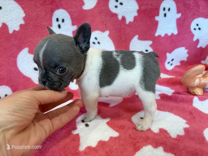 Chime – French Bulldog puppy for sale in Dysart, IA