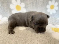 Kozy , a female French Bulldog for sale in Dysart, IA – 10 of 10
