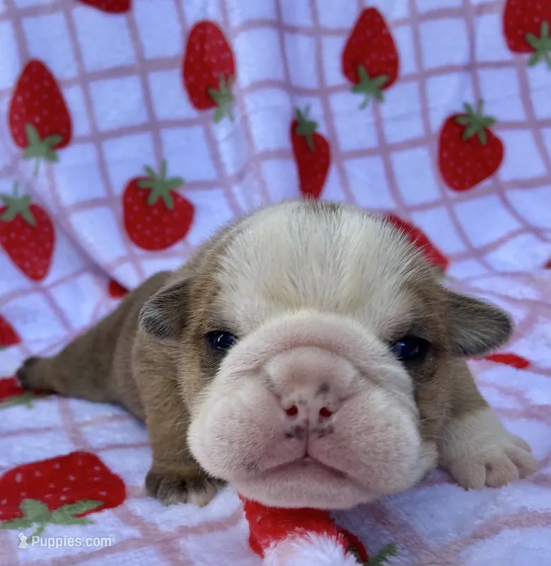 Hoover – English Bulldog puppy for sale in Dysart, IA