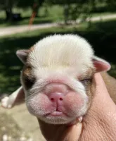 Hickory, a female English Bulldog for sale in Dysart, IA – 4 of 10