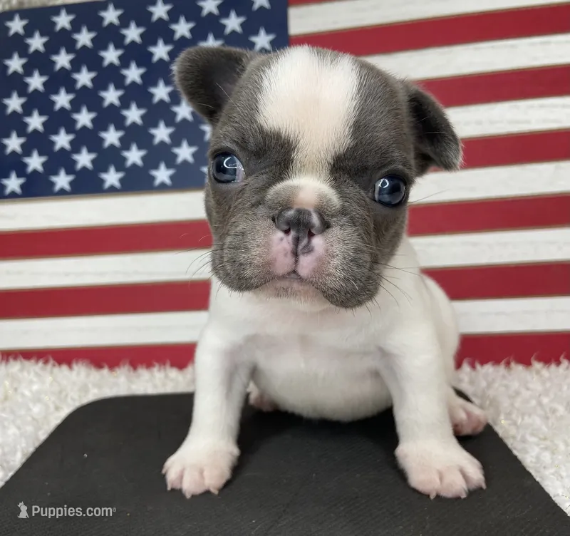 Kaleb – French Bulldog puppy for sale in Dysart, IA