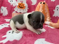Chime, a female French Bulldog for sale in Dysart, IA – 9 of 9