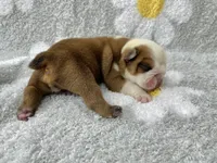 Hickory, a female English Bulldog for sale in Dysart, IA – 9 of 10