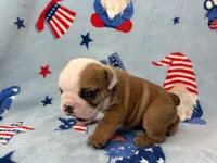 Elise, a female English Bulldog for sale in Dysart, IA – 6 of 10
