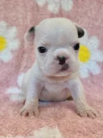 Phyliss- blue pied, a female French Bulldog for sale in Dysart, IA – 2 of 10