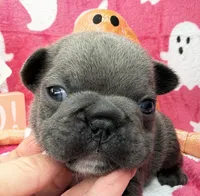 Denver, a male French Bulldog for sale in Dysart, IA – 4 of 10