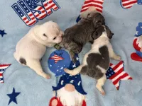 Phyliss, a female French Bulldog for sale in Dysart, IA – 10 of 10