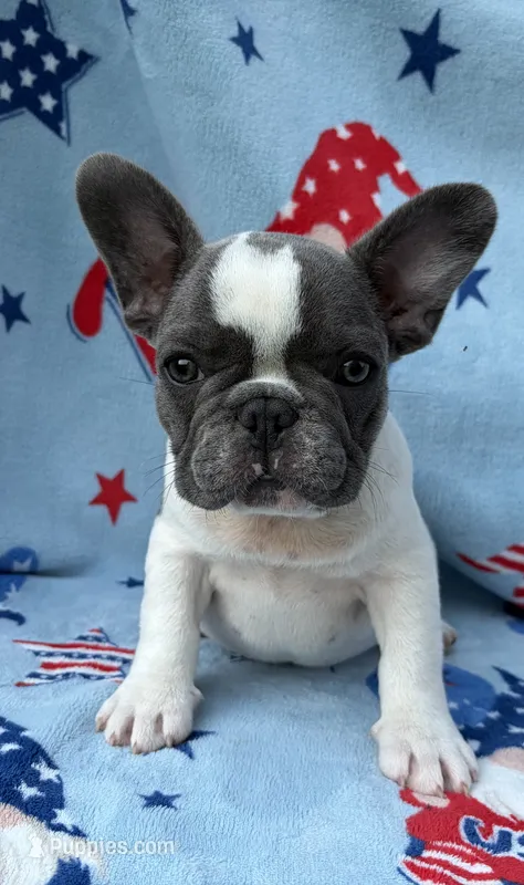 Kaleb – French Bulldog puppy for sale in Dysart, IA