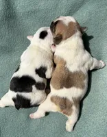 Piglet, a male French Bulldog for sale in Dysart, IA – 9 of 10