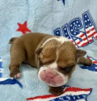 Eli, a male English Bulldog for sale in Dysart, IA – 4 of 10