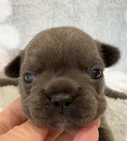 Kozy , a female French Bulldog for sale in Dysart, IA – 5 of 10