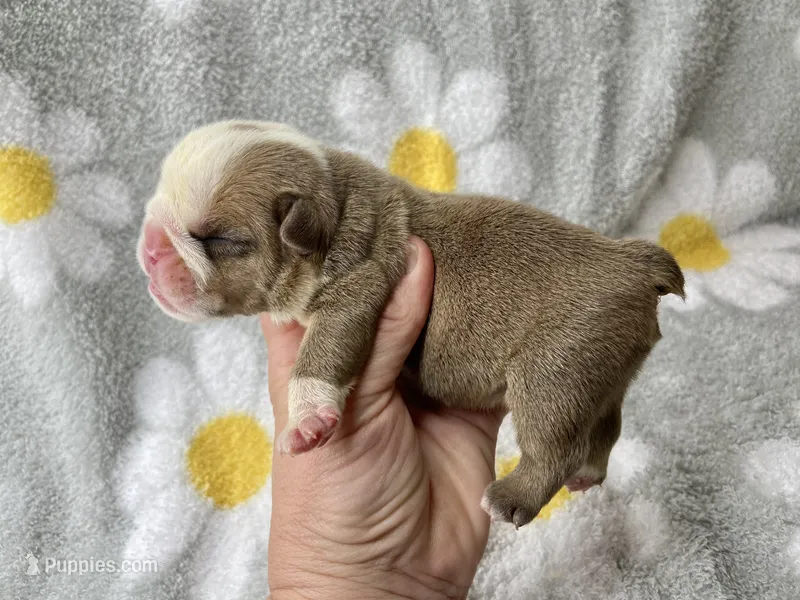Hoover – English Bulldog puppy for sale in Dysart, IA