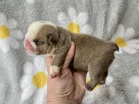 Hoover, a male English Bulldog for sale in Dysart, IA – 2 of 8