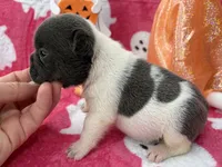 Chime, a female French Bulldog for sale in Dysart, IA – 8 of 9