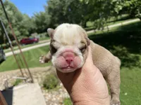 Hoover, a male English Bulldog for sale in Dysart, IA – 5 of 8