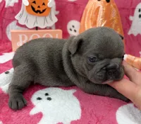 Denver, a male French Bulldog for sale in Dysart, IA – 7 of 10