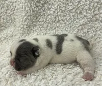 Kaleb, a male French Bulldog for sale in Dysart, IA – 6 of 10