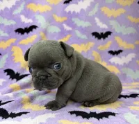 Saylor, a female French Bulldog for sale in Dysart, IA – 3 of 9