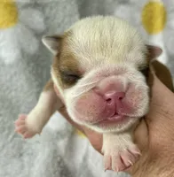 Hickory, a female English Bulldog for sale in Dysart, IA – 2 of 10