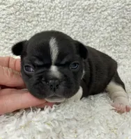 Blair, a female French Bulldog for sale in Dysart, IA – 8 of 10