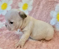 Phyliss- blue pied, a female French Bulldog for sale in Dysart, IA – 9 of 10