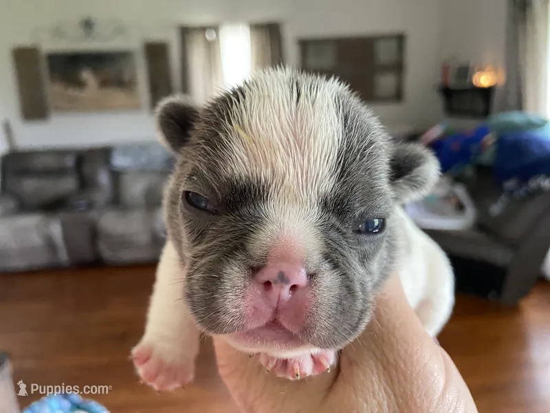 Kaleb – French Bulldog puppy for sale in Dysart, IA