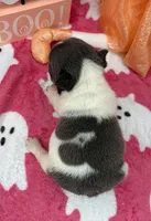 Chime, a female French Bulldog for sale in Dysart, IA – 4 of 9