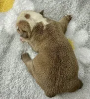 Hoover, a male English Bulldog for sale in Dysart, IA – 3 of 8