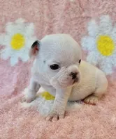 Phyliss- blue pied, a female French Bulldog for sale in Dysart, IA – 10 of 10