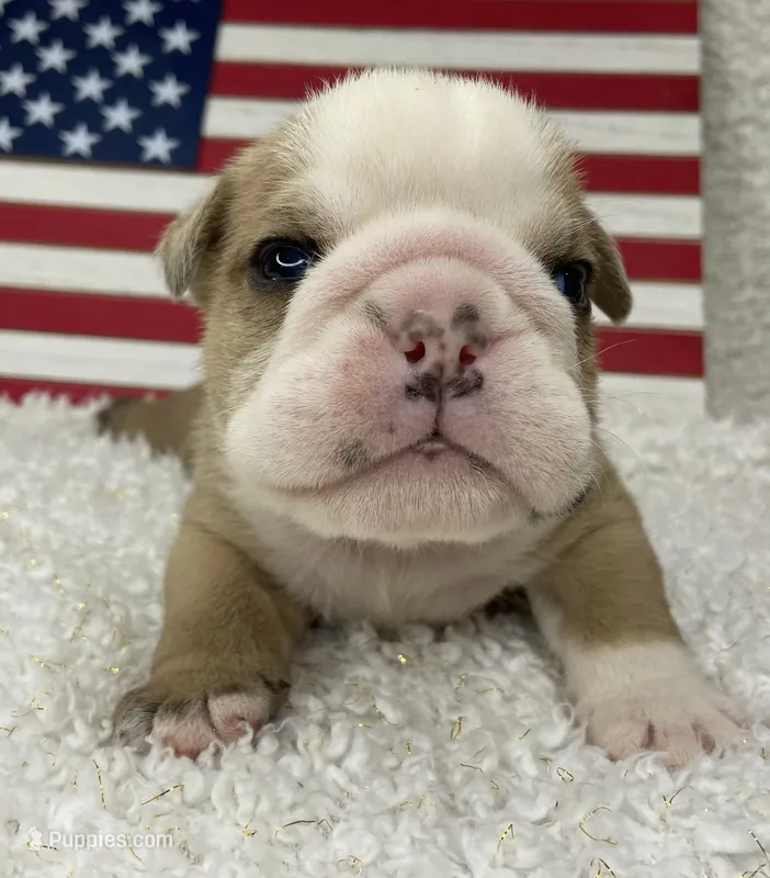Hoover – English Bulldog puppy for sale in Dysart, IA