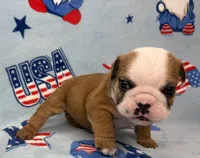 Elise, a female English Bulldog for sale in Dysart, IA – 7 of 10