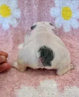 Phyliss- blue pied, a female French Bulldog for sale in Dysart, IA – 6 of 10