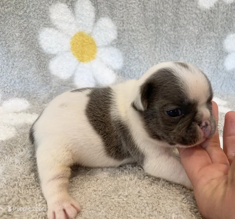 Kaleb – French Bulldog puppy for sale in Dysart, IA