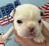 Phyliss, a female French Bulldog for sale in Dysart, IA – 4 of 10