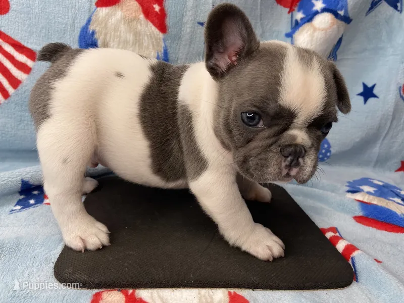 Kaleb – French Bulldog puppy for sale in Dysart, IA