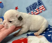 Phyliss, a female French Bulldog for sale in Dysart, IA – 2 of 10