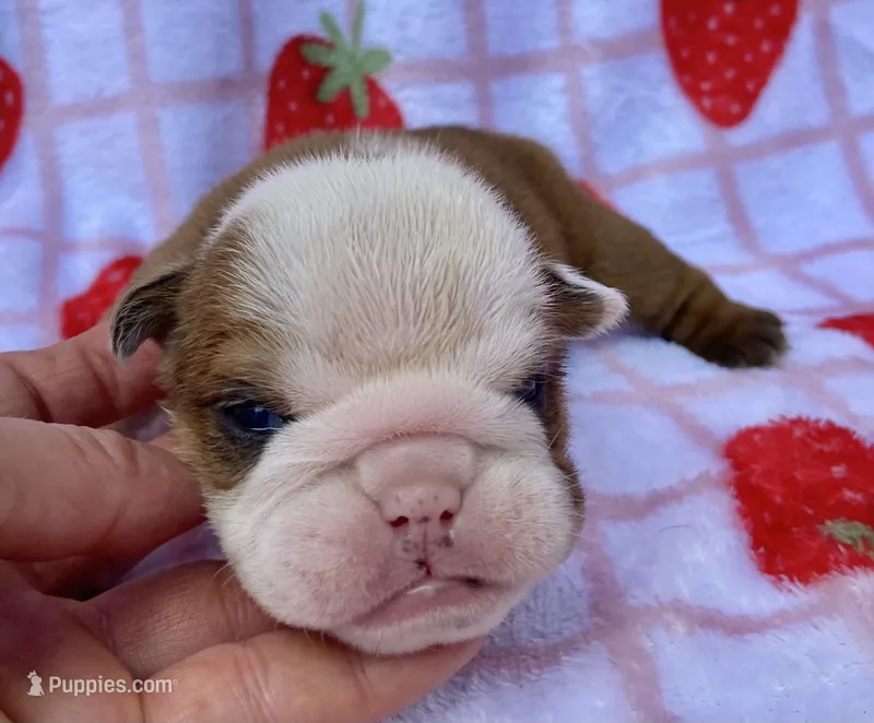Hickory – English Bulldog puppy for sale in Dysart, IA
