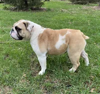 Halsey , a  English Bulldog for sale in Dysart, IA – 4 of 4